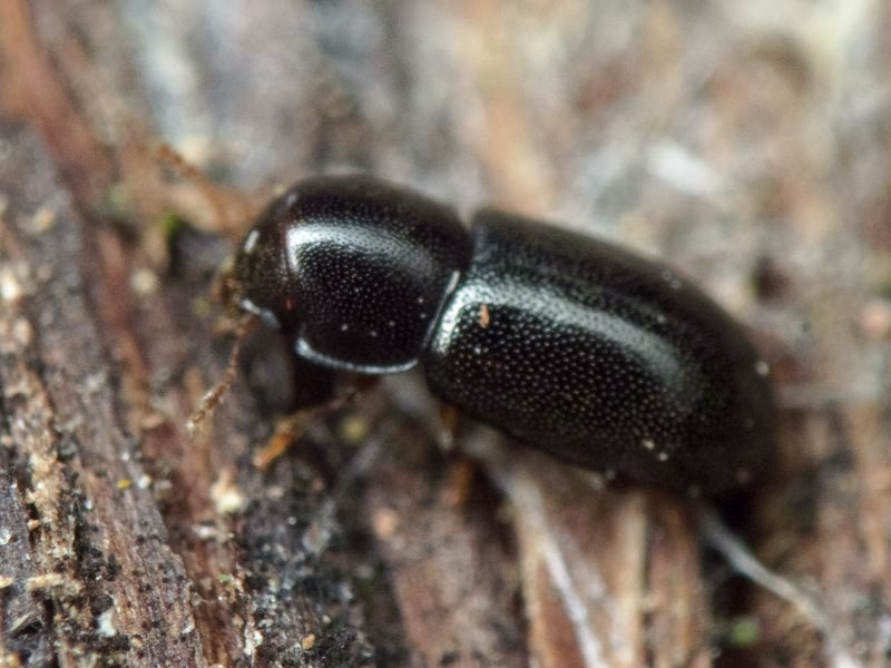 Orthocis perrisi (Abeille de Perrin, 1874)